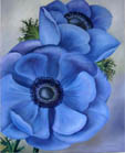 Annemone Blau