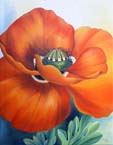 Mohnblte Orange