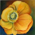 Mohnblte Apricot