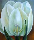 Tulpe Wei