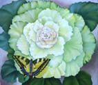 Zierkohl mit Schmetterling
